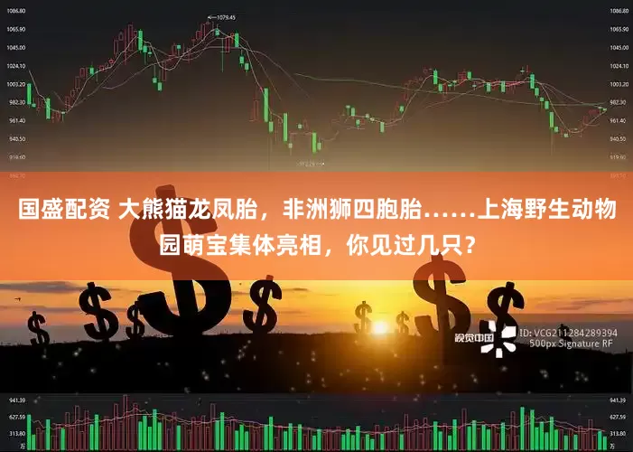 国盛配资 大熊猫龙凤胎，非洲狮四胞胎……上海野生动物园萌宝集体亮相，你见过几只？